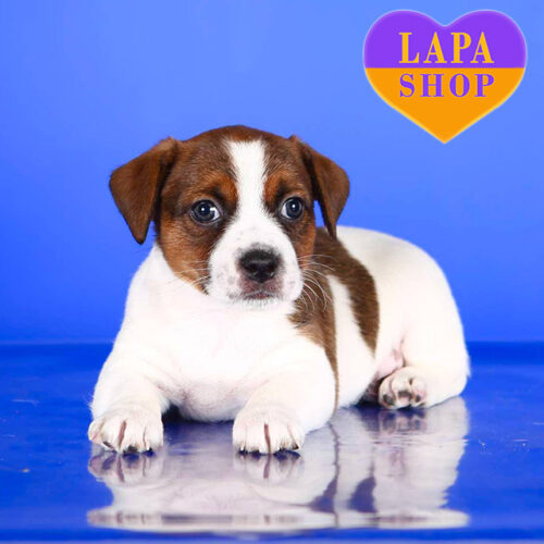 Бело-рыжий щенок породы джек-рассел-терьер Vadid