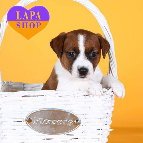 Vafiyya — леди породы джек-рассел-терьер бело-рыжего окраса