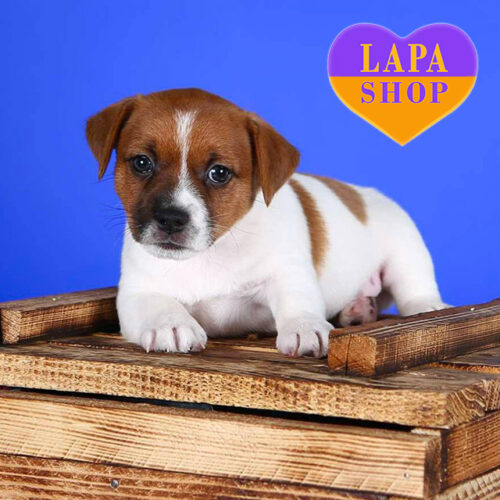 Vakig — White and Red Jack Russell Terrier Handsome Boy