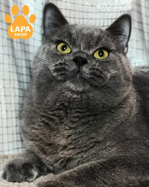 блакитний шотландець