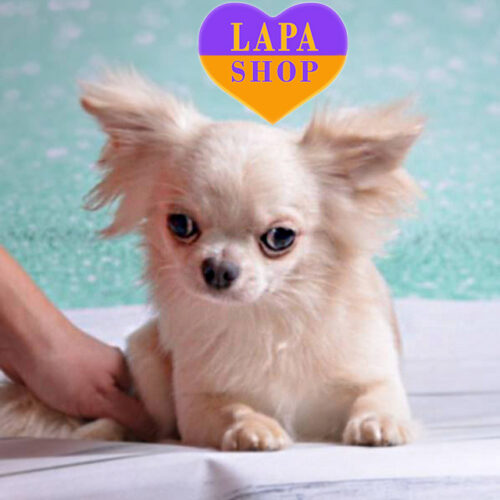 Veniamin — кремовий довгошерстий хлопчик породи чихуахуа