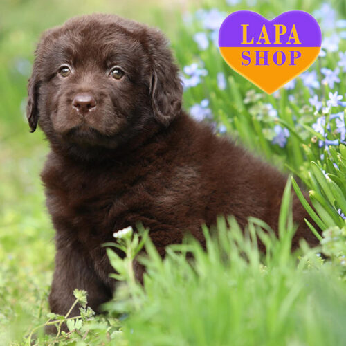 Vivika — Elegant Girl of Chocolate-Colored Labrador Retriever Breed