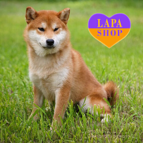 Watanabe — рыжий мальчик породы шиба-ину