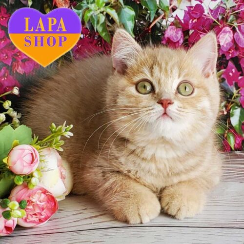 Британский джентльмен Watson лилово-золотого окраса