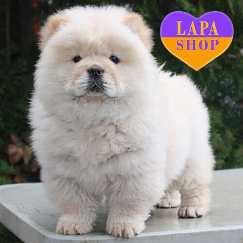 Кремовий хлопчик породи чау-чау Weber