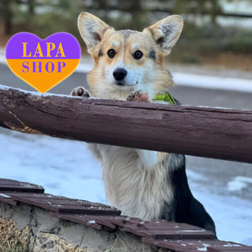 Рыже-белый мальчик породы вельш корги пемброк — ваш будущий любимец