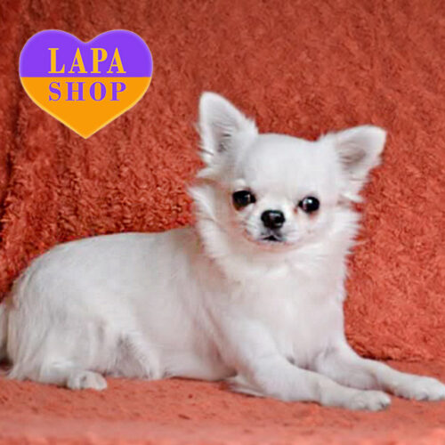 West — White Long-Haired Handsome Boy of Chihuahua Breed