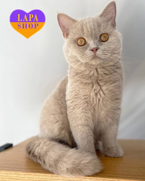 фавновий шотландець