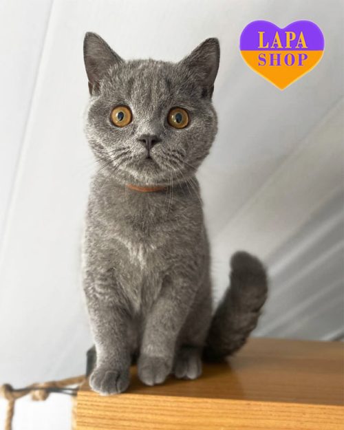 блакитний бр