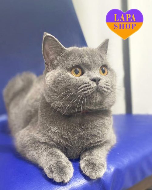 блакитна шотландка