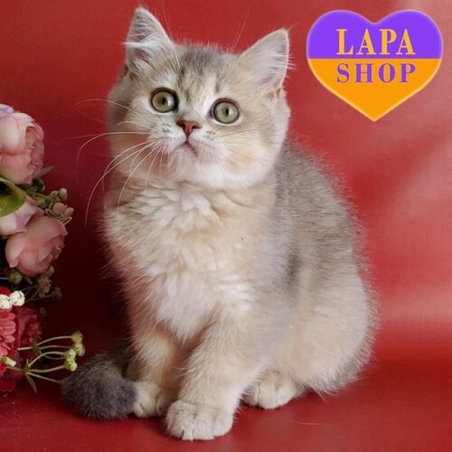 Xeniya - британская красавица голубовато-золотого окраса