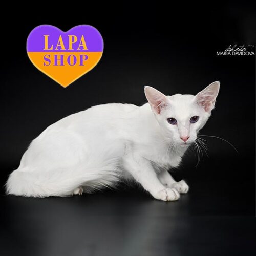 Carmella — очень вежливая и спокойная длинношерстная ориенталка (яванез) в белой шубке