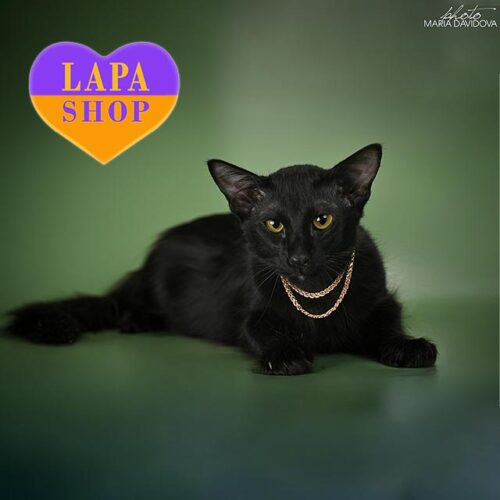 Luxurious Javanese (Oriental Longhair) Kitten in a Black Fur Coat Loki