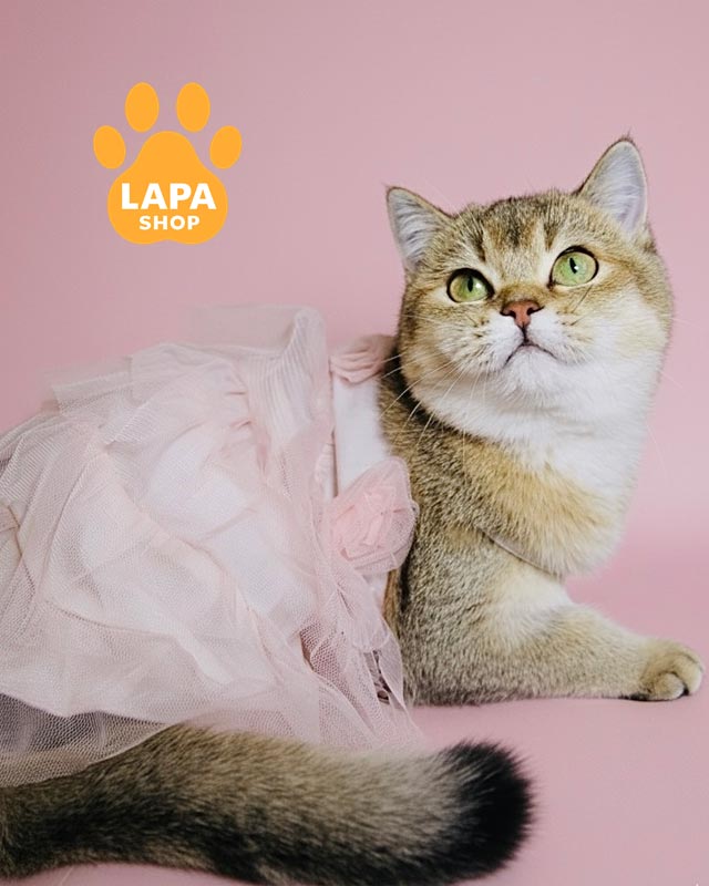 золота шотландка