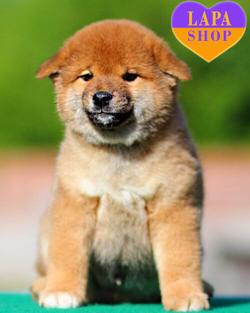 шиба-іну рудого забарвлення