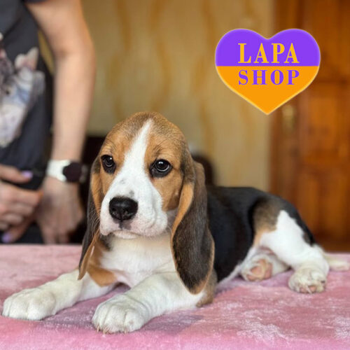 Элегантная девочка породы бигль Zara