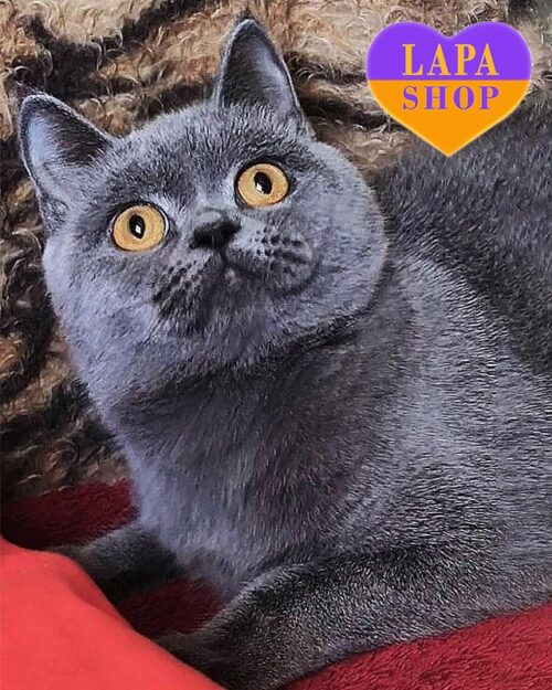 Scottish Elegant Blue Kitty Zoryana — For Breeding