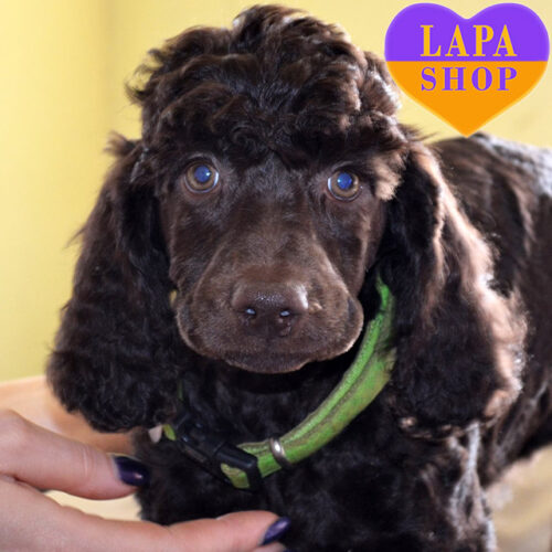 Большая девочка породы королевский пудель Zoye