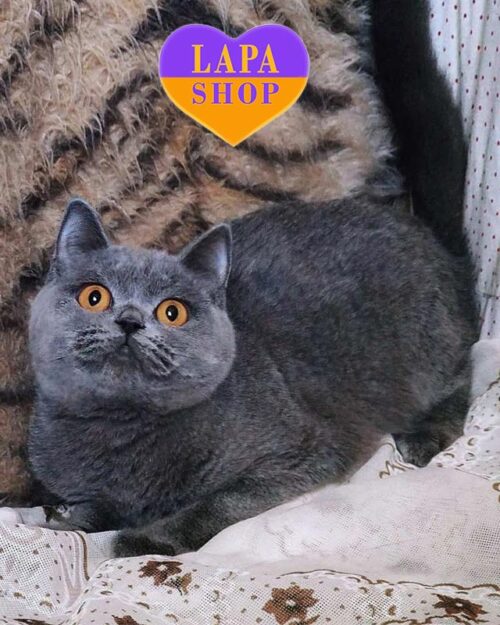 Zvezdochka is Scottish Kitty in a Blue  Fur Coat