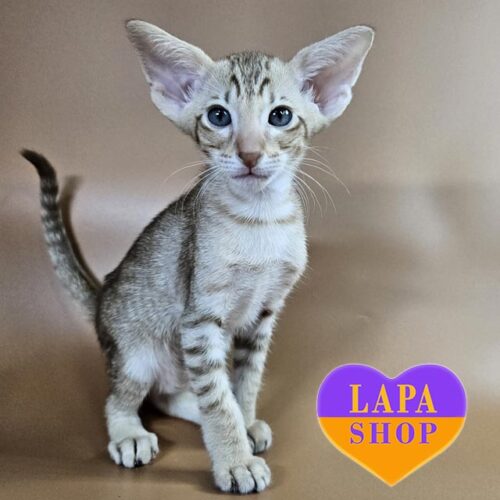 Граційний орієнтальний котик Yumi