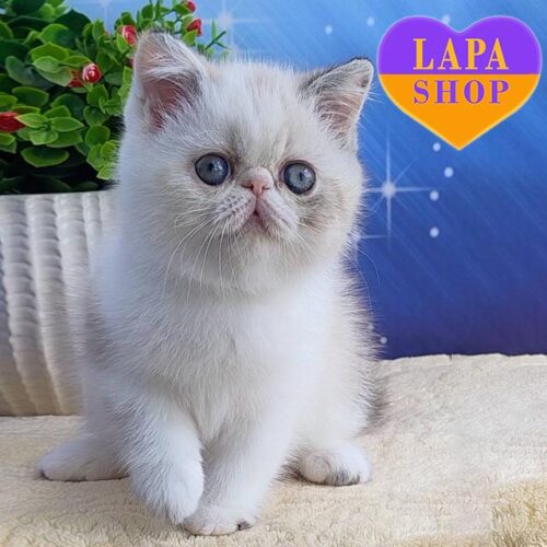 Dana is a Charming Exotic Kitty