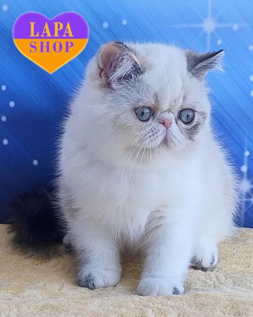 кішка екзот