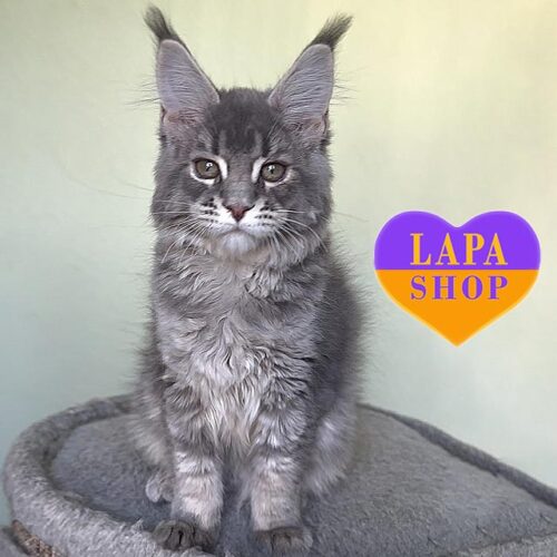 Jolly — чарівна блакитна красуня мейн-кун