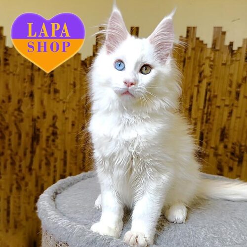 Белоснежная красавица породы мейн-кун с особенностью Kira — ваша будущая любимица