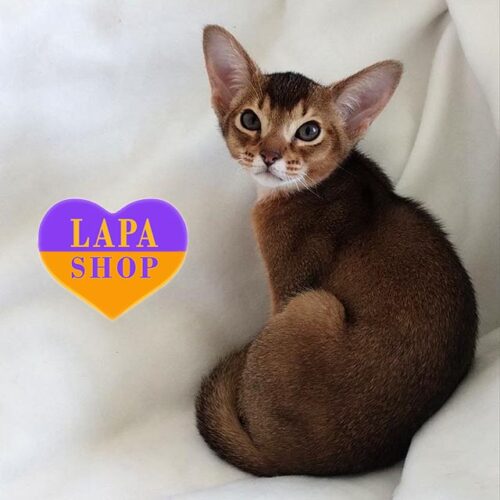 Apollon — яркий абиссинский котенок, который подарит радость и любовь вашей семье