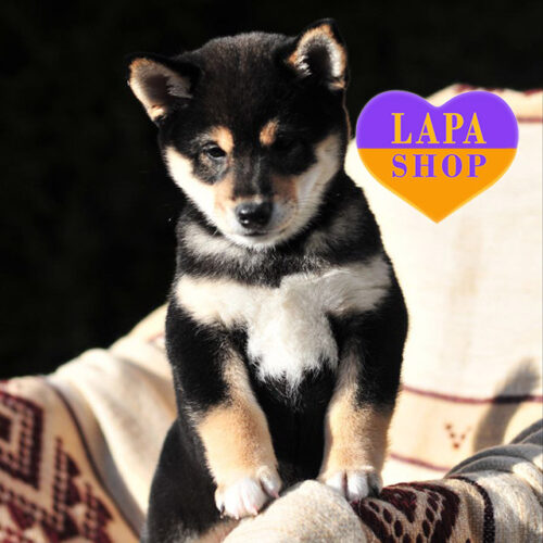 Akihiro — очаровательный мальчик породы шиба-ину черного окраса