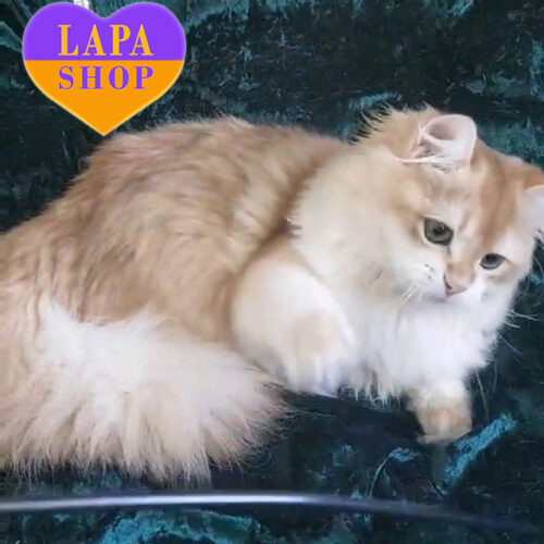 Очаровательный британский длинношерстный котик Алекс окраса золотая шиншилла