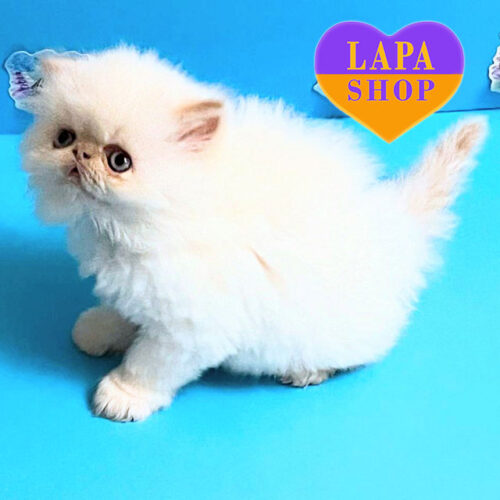 Alex — Charming Persian Kitten in a Luxurious Coat