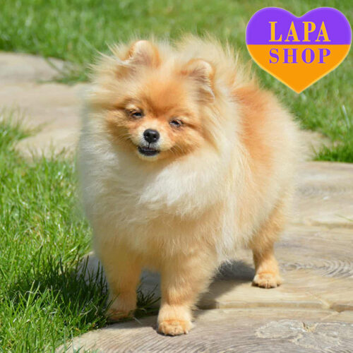 Милая леди породы померанский шпиц Amanda