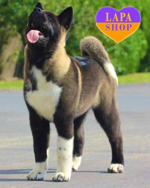 американська акіта