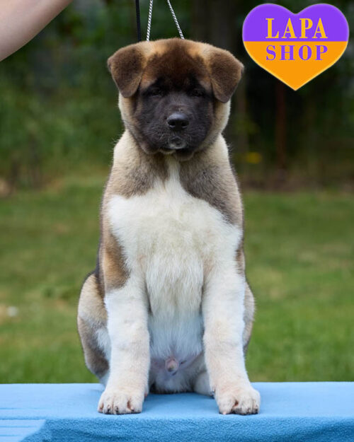 сіол-біла американська акіта