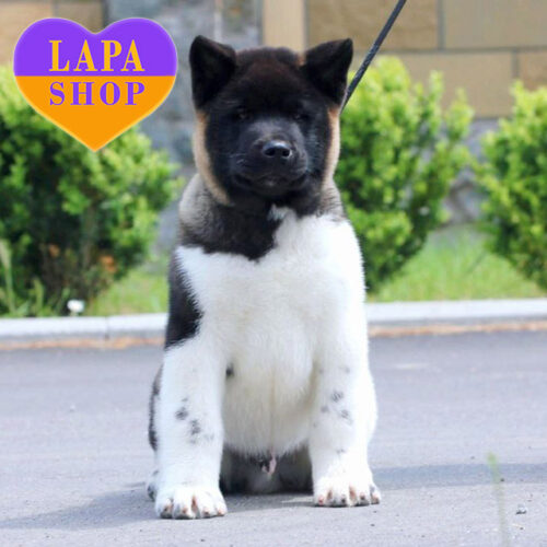 Біло-бурий красень породи американська акіта