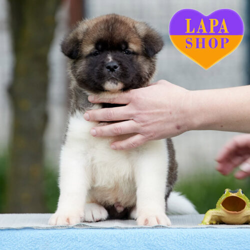 Серо-белый мальчик породы американская акита