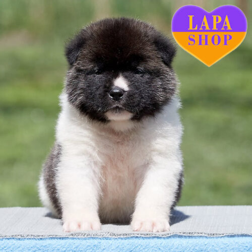 Серо-белая девочка породы американская акита