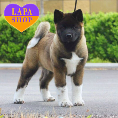 Біло-бура дівчинка породи американська акіта