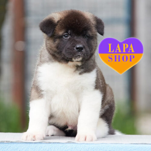 Элегантный мальчик породы американская акита серо-белого окраса