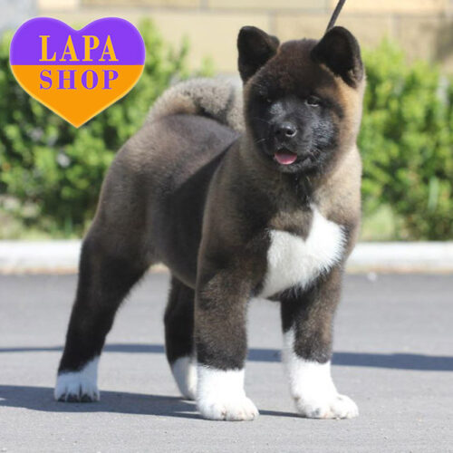 Справжня красуня породи американська акіта