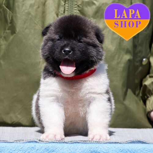 Милая девочка породы американская акита серо-белого окраса