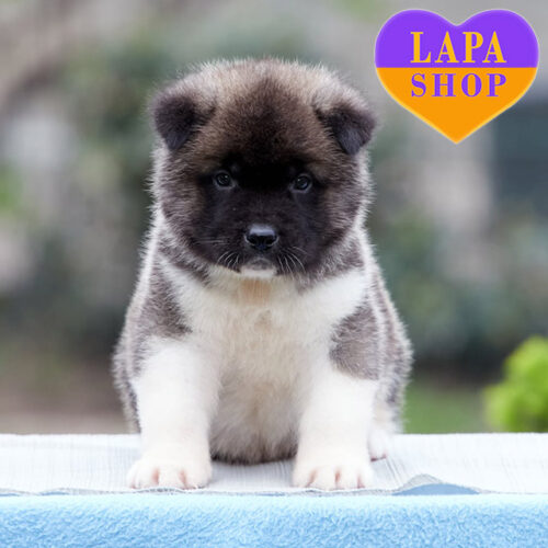 Величественный красавец породы американская акита серо-белого окраса