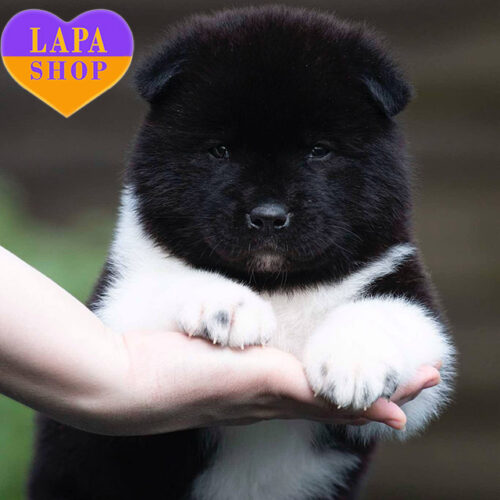 Сіро-білий хлопчик породи американська акіта