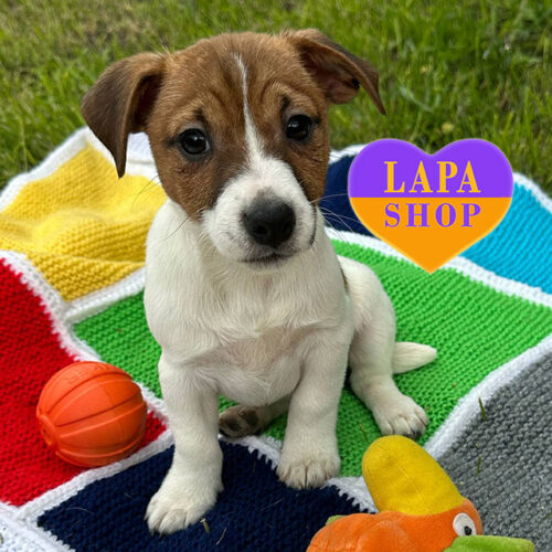 Бело-рыжий красавец породы джек-рассел-терьер Ами