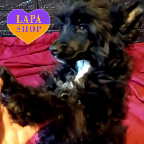 Angelo Nero — чорний довгошерстий хлопчик породи китайський чубатий собака