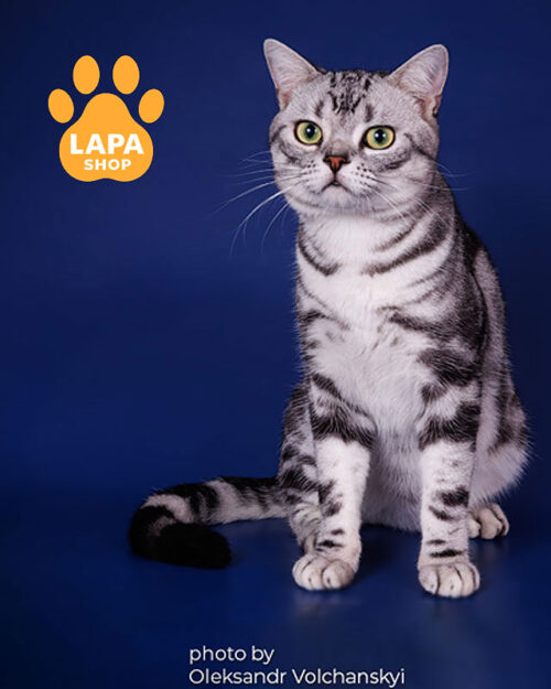 американський короткошерстий котик