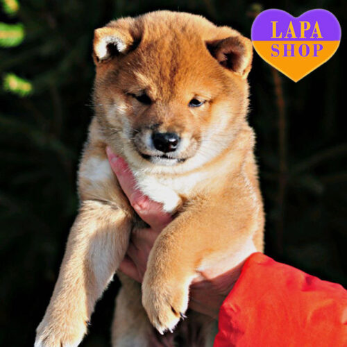 Atsui — рыжий красавец породы шиба-ину