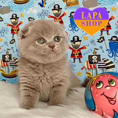 Лиловая шотландская кошечка Aurora ждет своей семьи