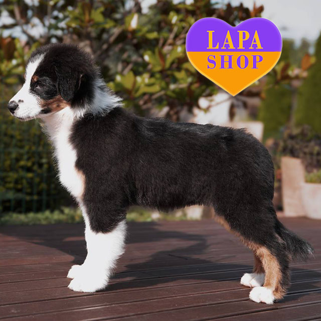 Australian Shepher-03